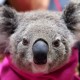Forest fires in Australia one billion animals killed