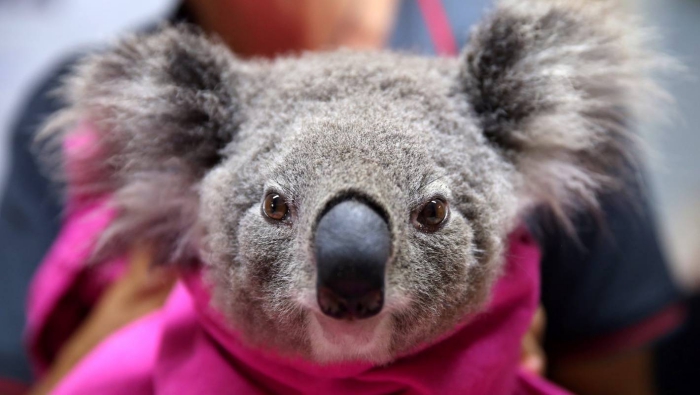 Koala close up rescued koala in pink blanket
