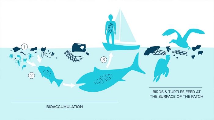 Graphic how plastic goes into human body marine life birds