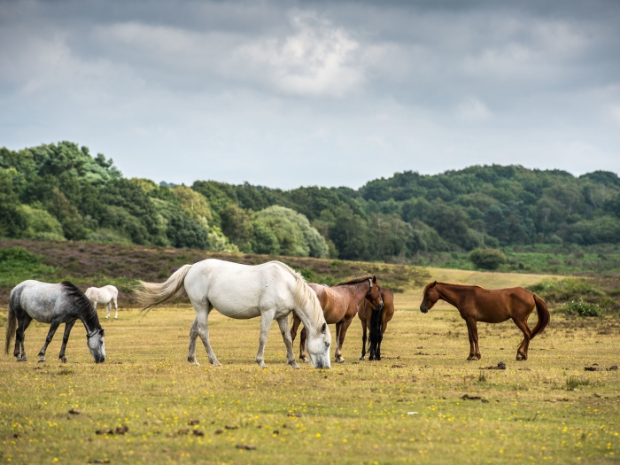 New Forest Hampshire horses grazing in a green field