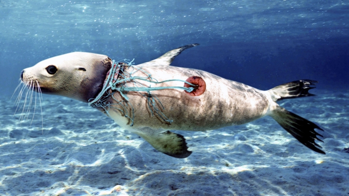 Plastic pollution in the ocean marine life seal trapped in plastic