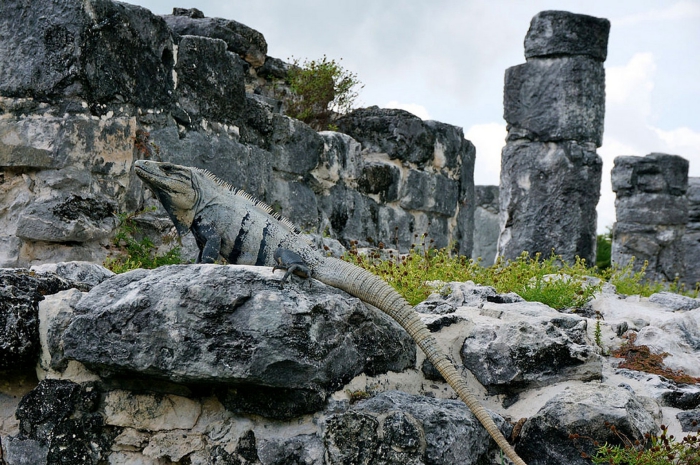 El Rey Ruins Things to do in Cancun Mexico large iguana lizard 
