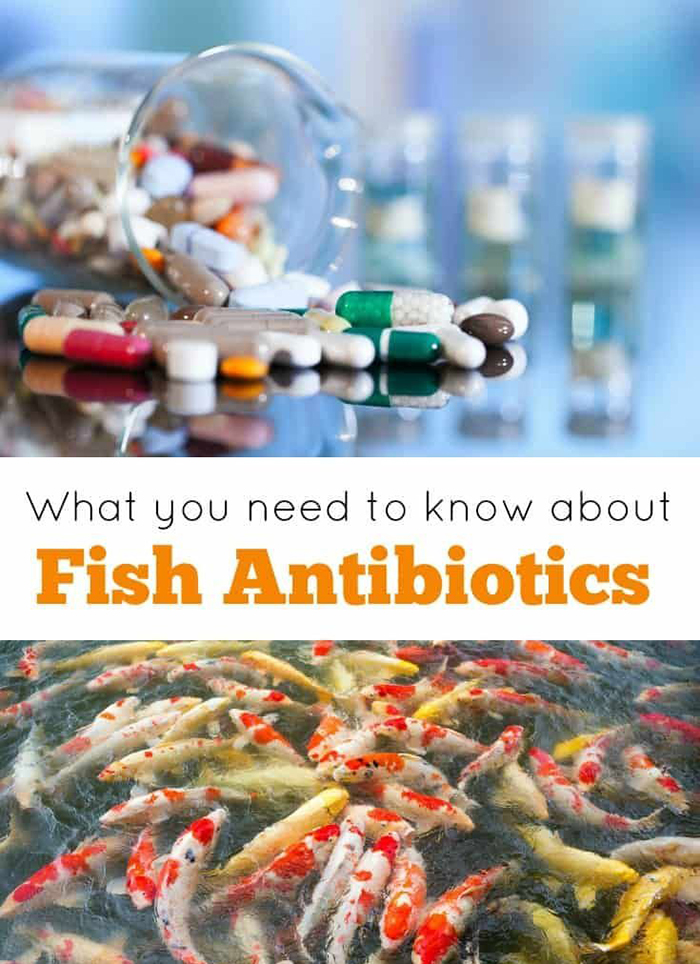 Fish in a lake and fish antibiotics in a lab