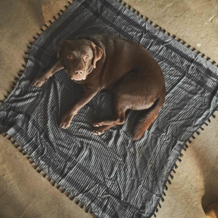 large dog lying on a grey shemagh on the floor