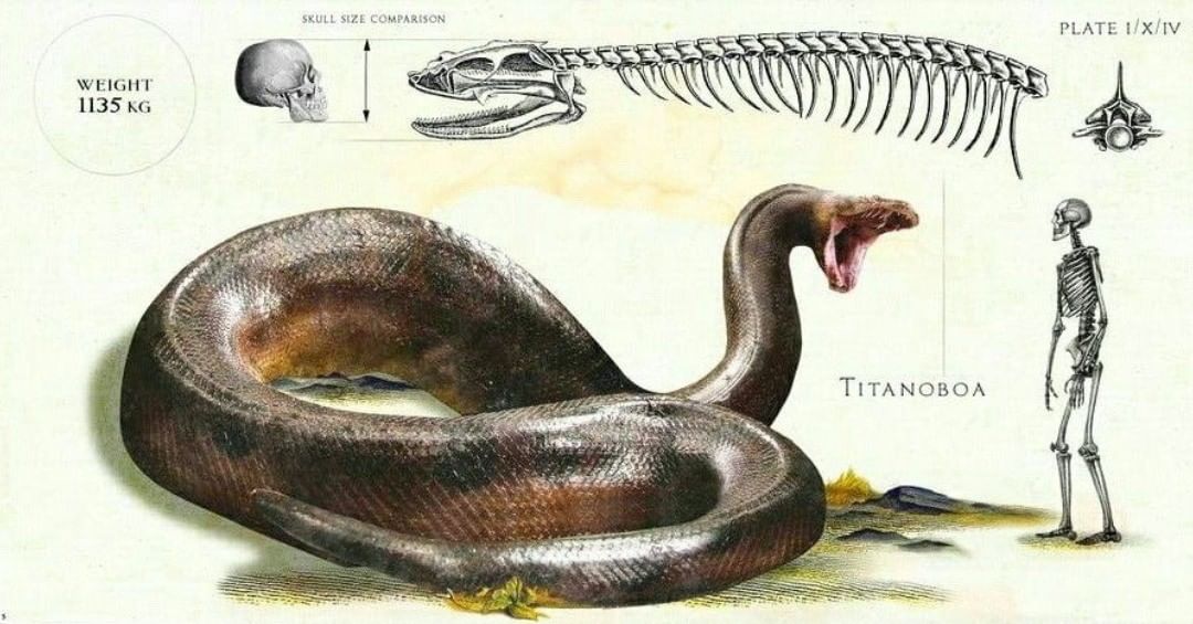Titanoboa Snake illustration skeleton compared to human skeleton bones
