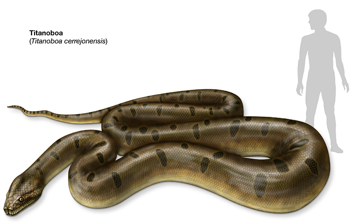 Titanoboa snake illustration compared to a shadow of a man