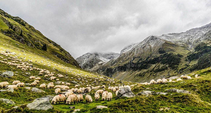 Scotland Nature agriculture sheep mountains fields herds 