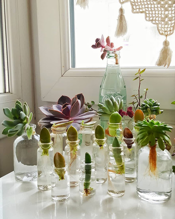 growing tips succulents in glass jars and bottles on a window