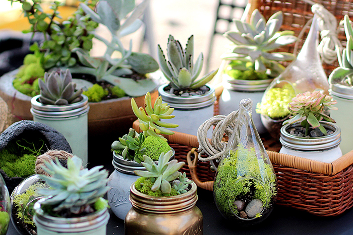 succulents potted outdoors in different jars and pots 