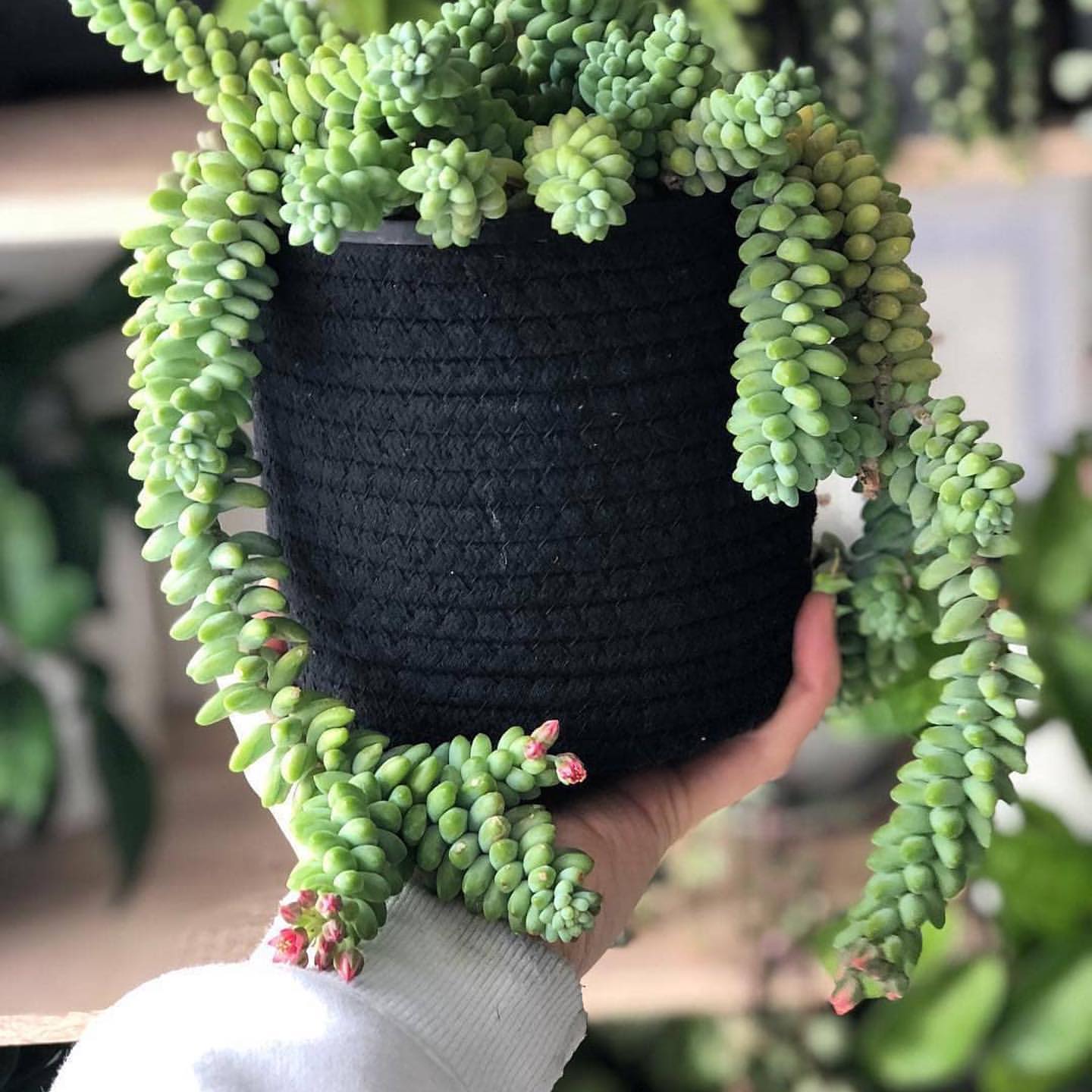 hand holding a black textile pot with a succulent