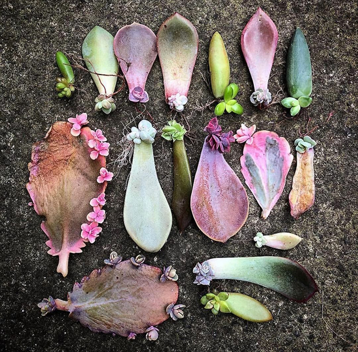 different succulent parts on the ground colorful succulents