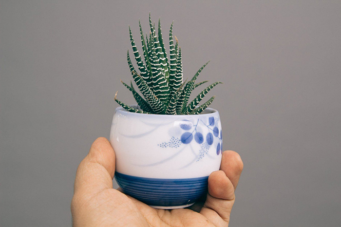 hand holding small colorful succulent in a white and blue pot 