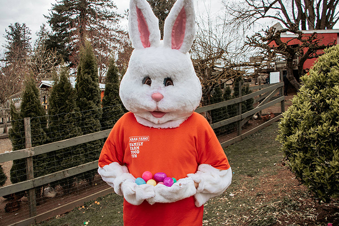 Easter Bunny costume in a garden large bunny carrying colorful eggs