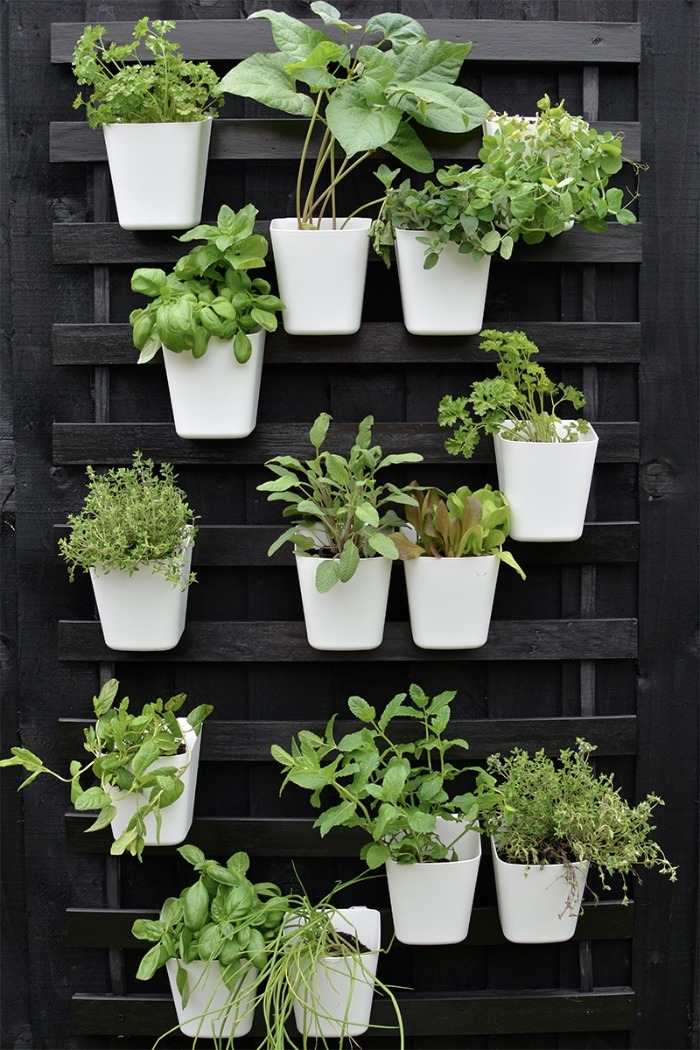 vertical planting white pots herbs on a black rack 