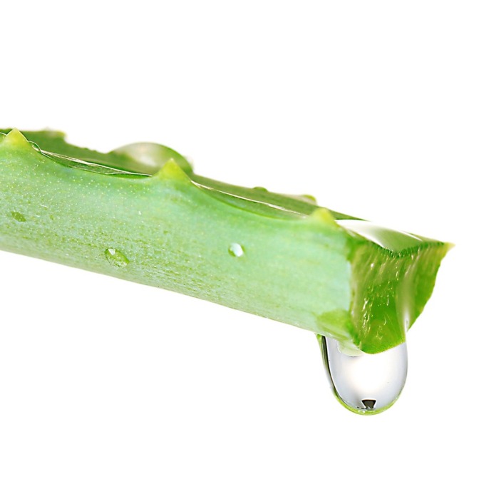 aloe vera leaf with a drop of juice 
