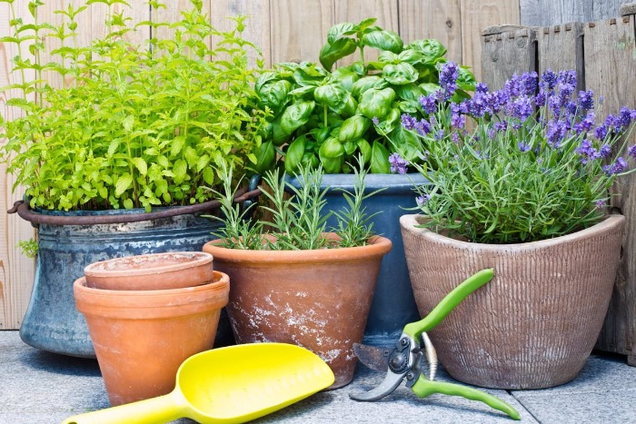 herbs in different pots and gardening tools basil rosemary and lavender