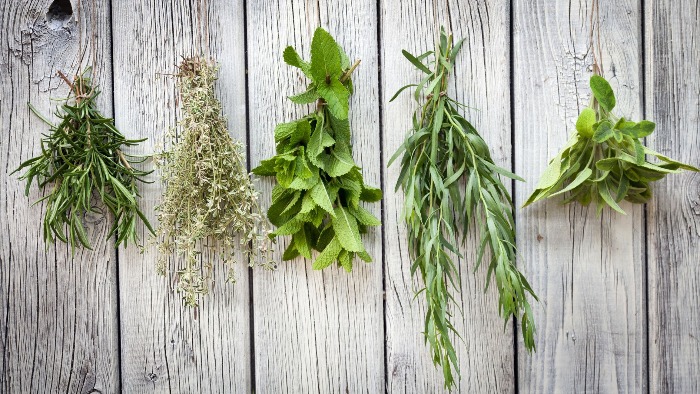 drying bouquets of herbs on a white wooden wall