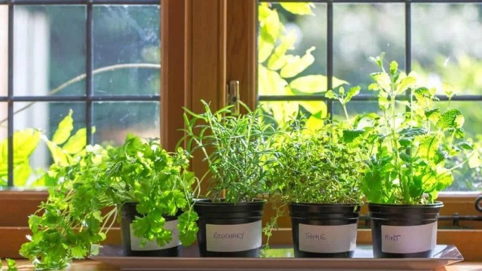 indoor herb garden pots of herbs arranged on the window sill