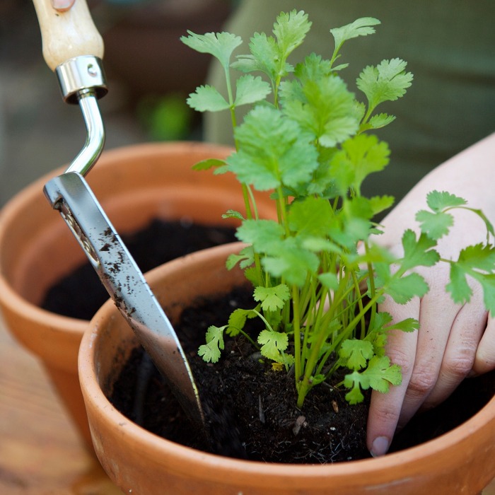 planting herbs hands planting parsley in a garden pot 