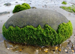 The Environmental Effects of Algae 5 Facts to Know