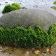 The Environmental Effects of Algae 5 Facts to Know