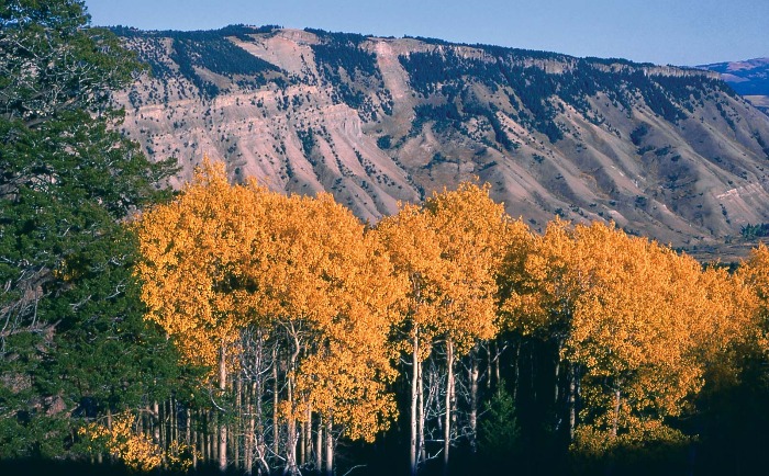 best destinations to visit in fall Yellowstone National Park colorful leaves and trees