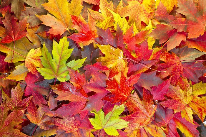 DIY Fall Wreaths Maple leaves different colours on the ground