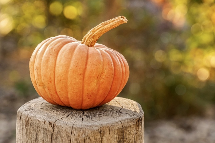 Pumpkin close up on a tree trunk outdoor fall theme