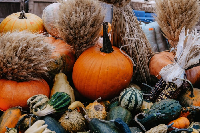 Thanksgiving treat pumpkins and gourds decoration with dry wheat