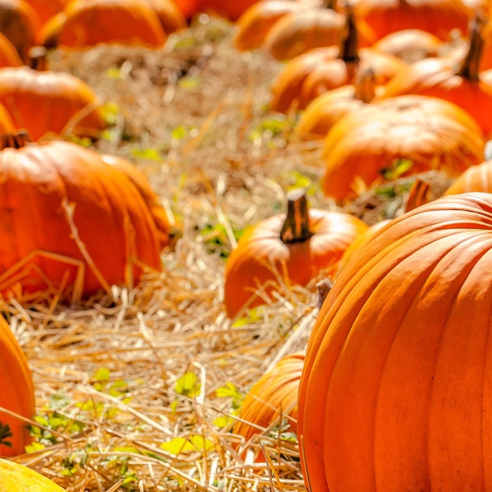 pumpkin field large orange pumpkins scattered in a dry grass