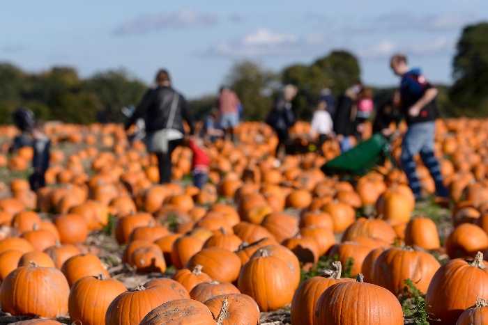 pumpkin harvest field with many pumpkins and people harvesting in the background