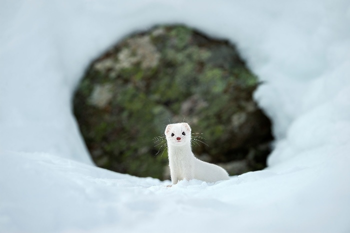 white weasel peaking from the snow with a rock in the background