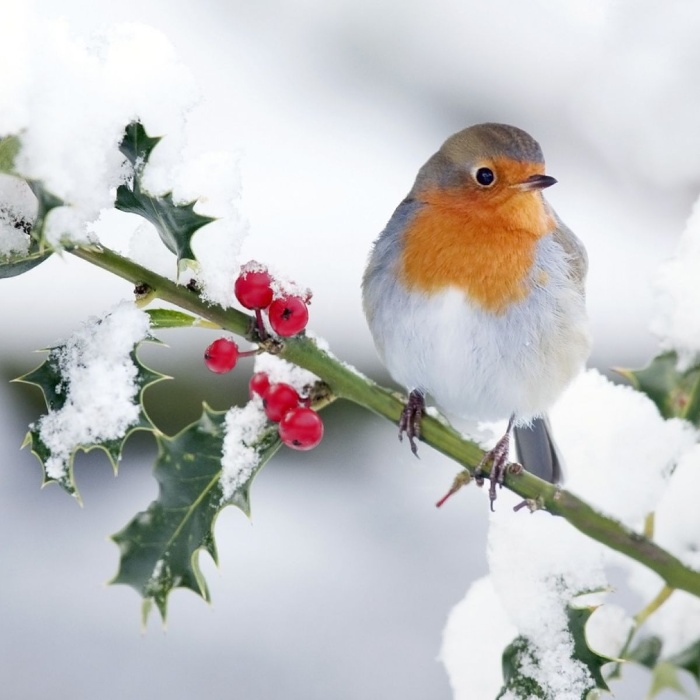 bird standing on a branch covered in winter snow red berries