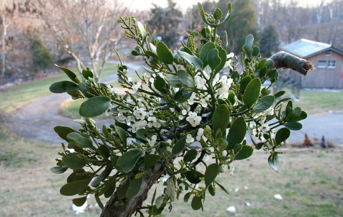 blooming mistletoe bouquet outdoor decoration