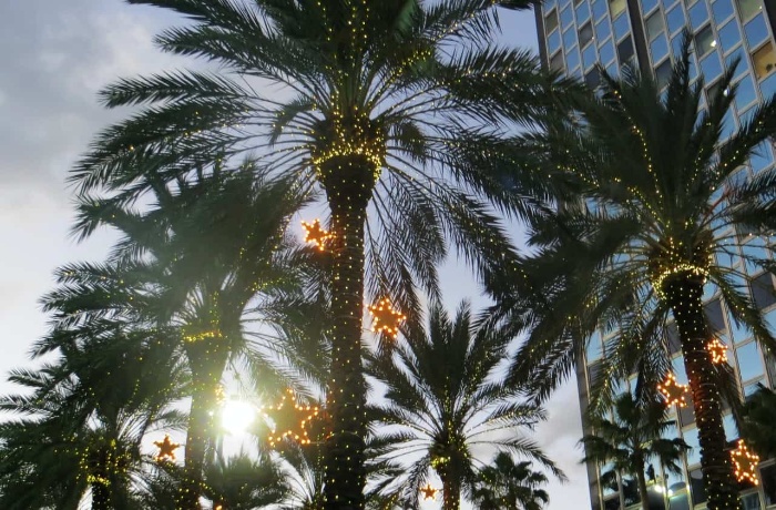 Green Christmas in South Africa high palm trees decorated with stars and fairy lights