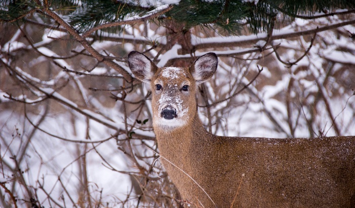 deer in winter forest with snow looking on a snowy background