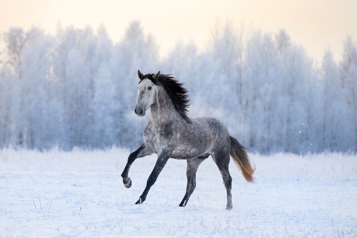 horse in winter landscape galloping accross a snow covered field