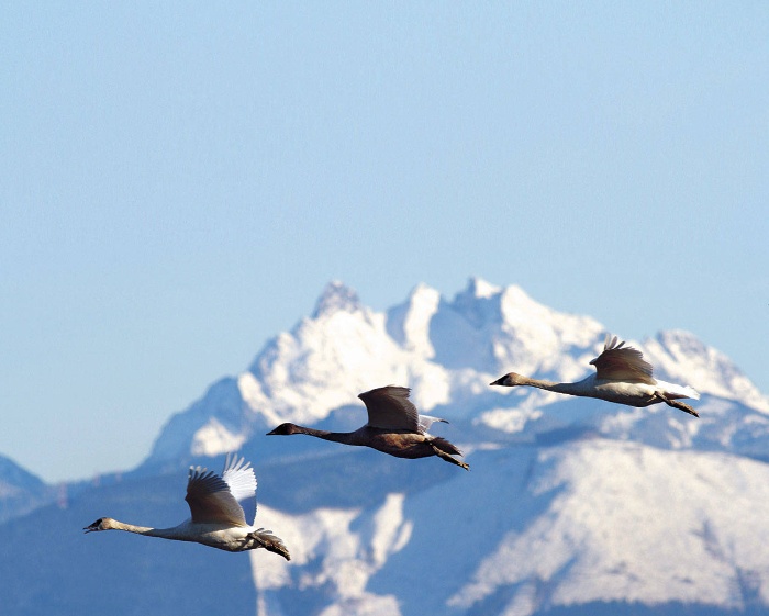 winter migration of birds on a snowy peak background