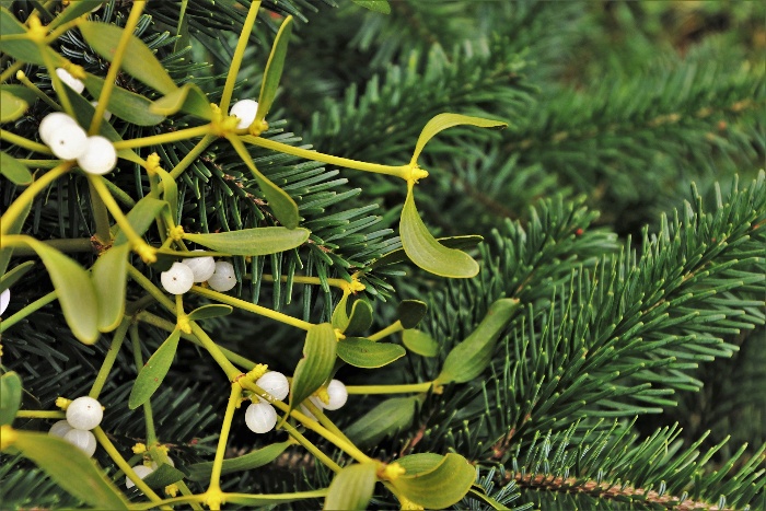 mistletoe branches and pine branches close up green christmas bouquet