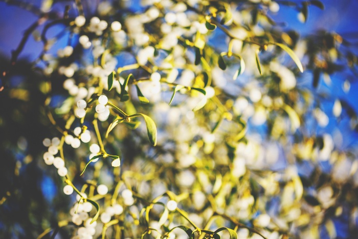 mistletoe cloes up branches leaves and small white fuits