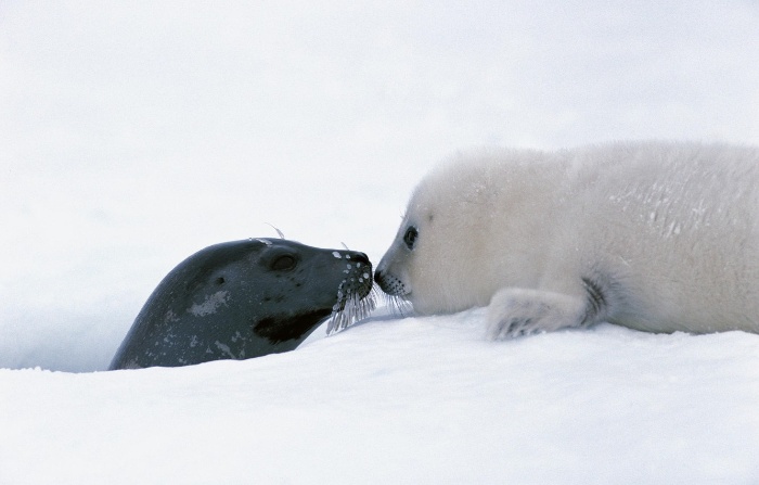 adult and baby seal touching noses in the snow