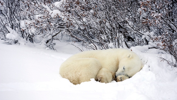 sleeping white bear in the snow winter hubernation