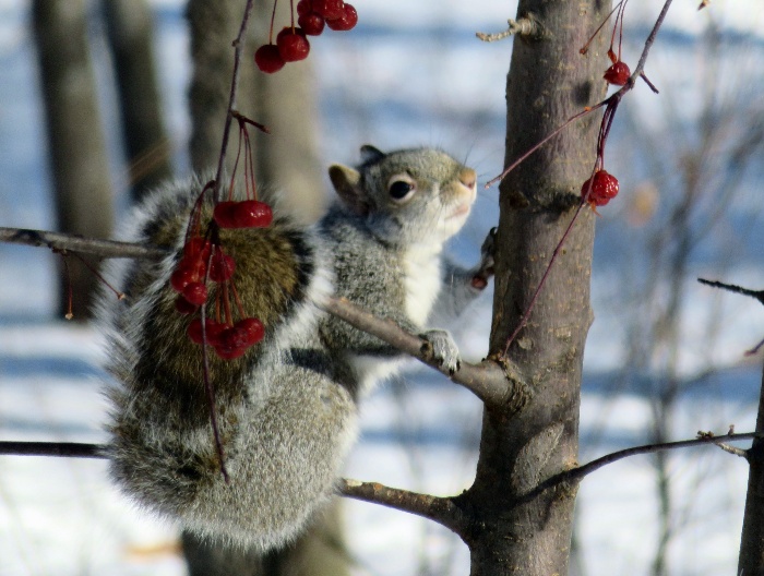 Squirrel climbing a tree gathering red berries from the branches