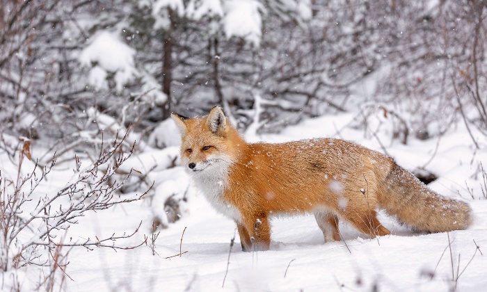 red fox in the snow forest red fox covered in snow