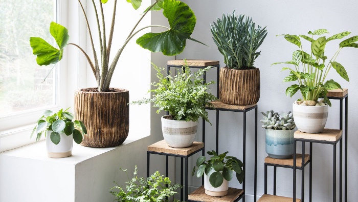 potted plants in the interior colorful pots with green plants in a white room 