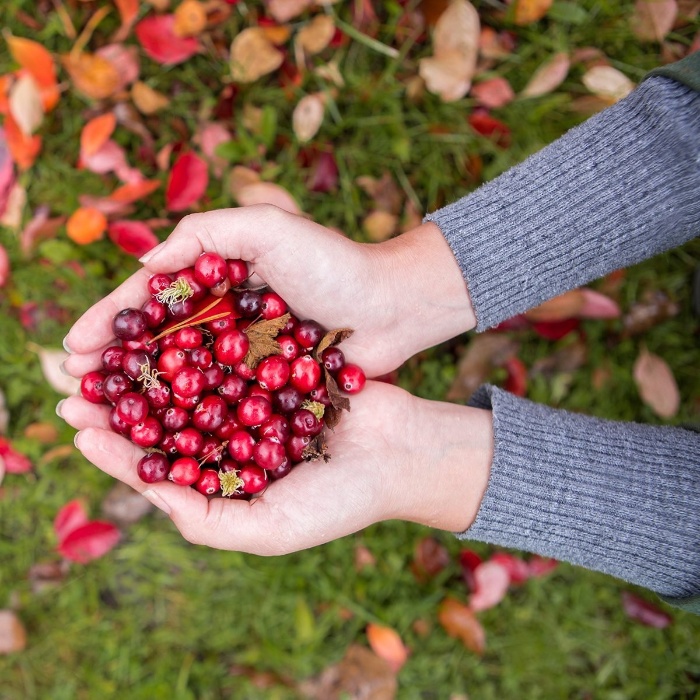 woman holding cranberries in her two hands 