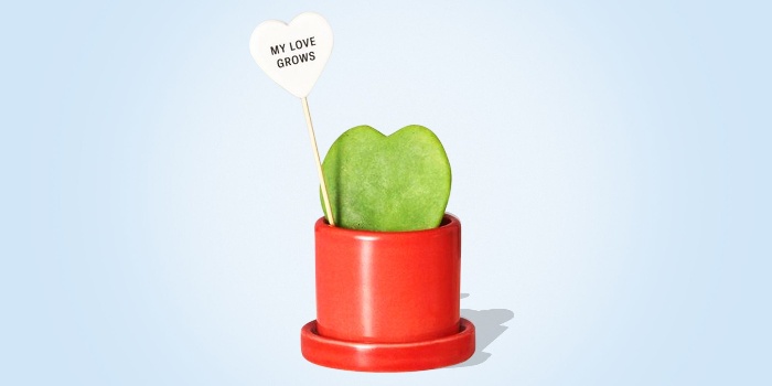 heart shaped cactus in a red pot on a light blue background with a note my love grows