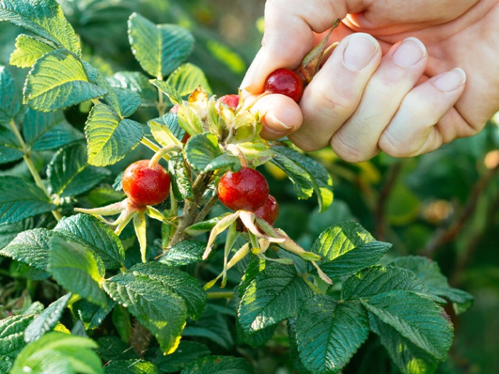 anti ageing plants hand picking rosehips from a green bush