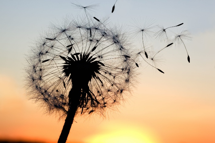 new year letting go dandelion on a sunset background