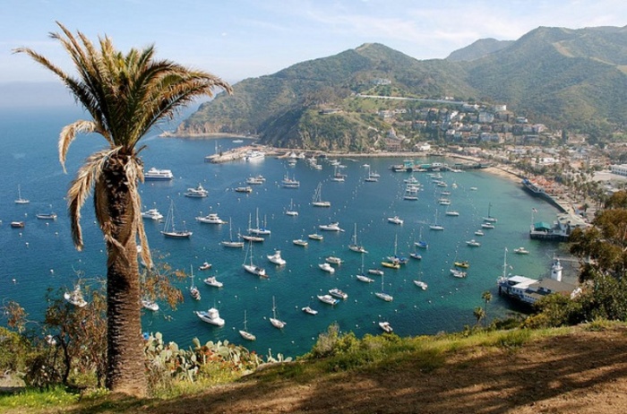 small town on catalina island avalon in california palm bay with boats